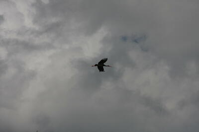 IMG 1513